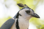 White-throated Magpie-Jay    Calocitta formosa